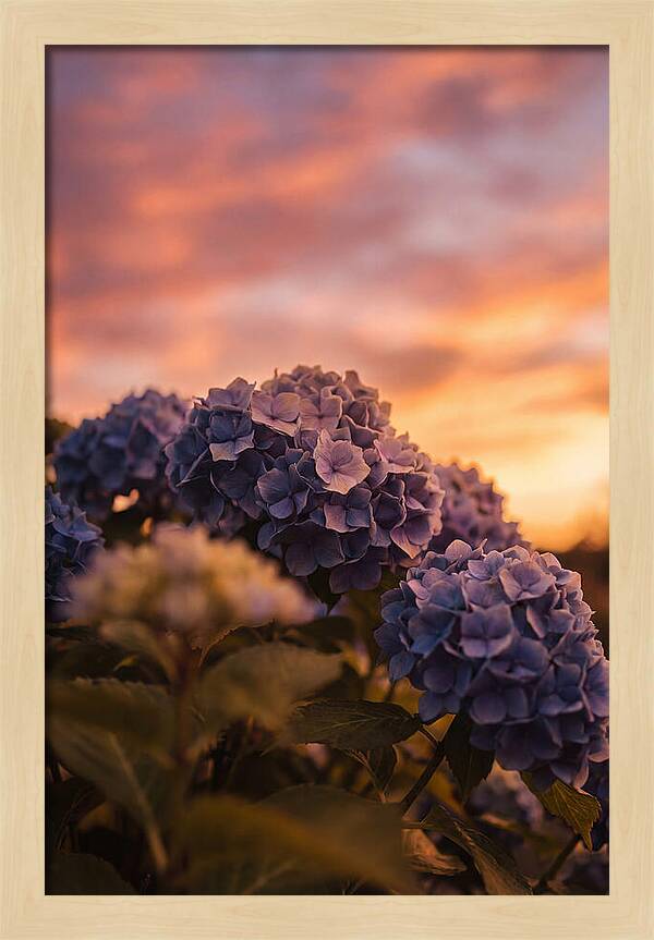 Blue Hydrangea Blooms At Sunset