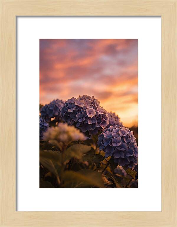 Blue Hydrangea Blooms At Sunset
