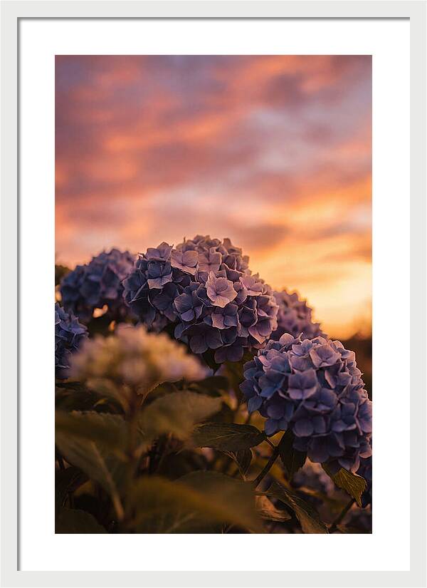 Blue Hydrangea Blooms At Sunset
