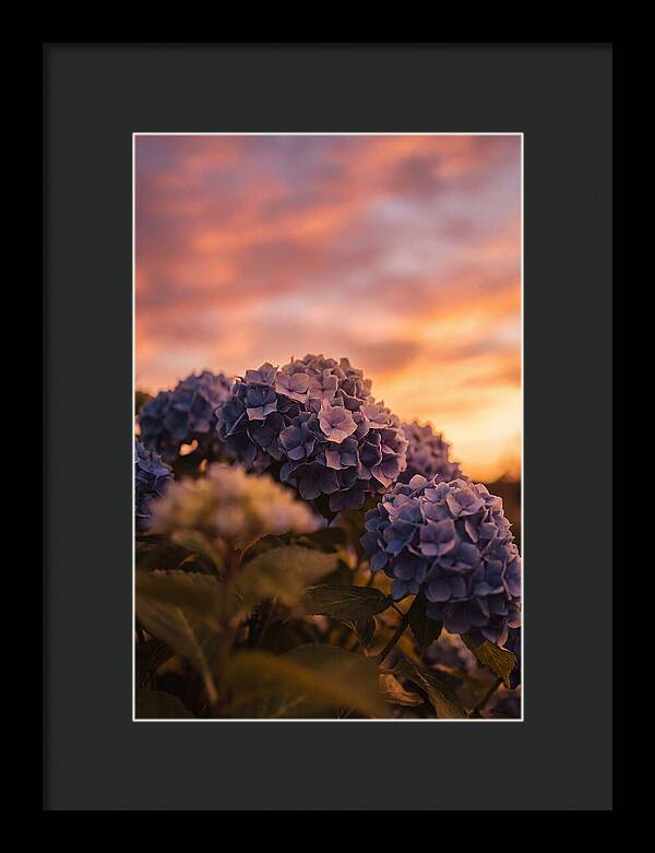 Blue Hydrangea Blooms At Sunset