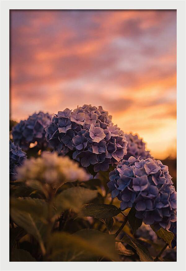 Blue Hydrangea Blooms At Sunset