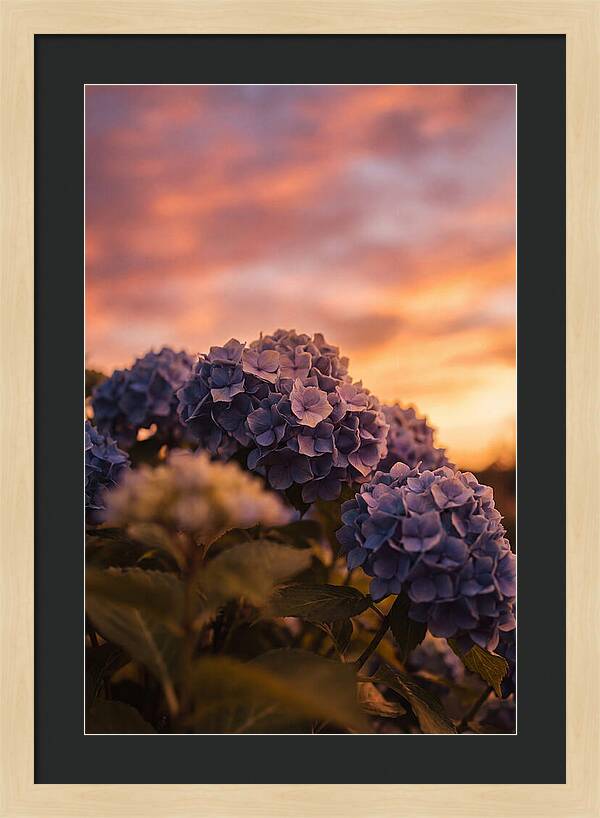 Blue Hydrangea Blooms At Sunset