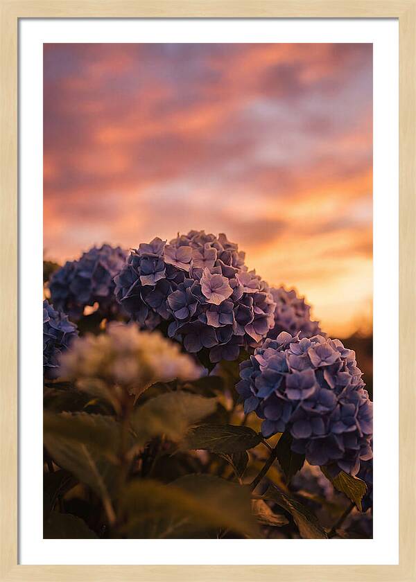 Blue Hydrangea Blooms At Sunset