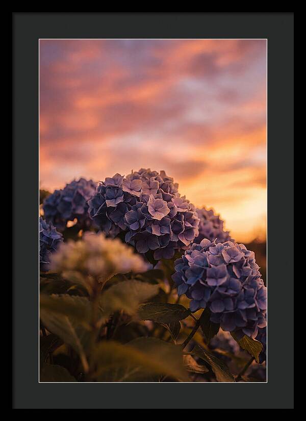 Blue Hydrangea Blooms At Sunset
