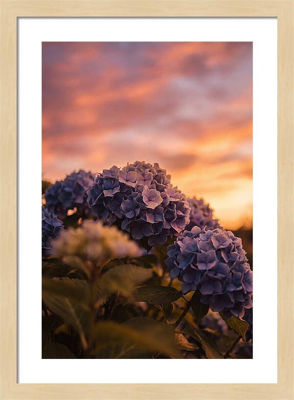 Blue Hydrangea Blooms At Sunset