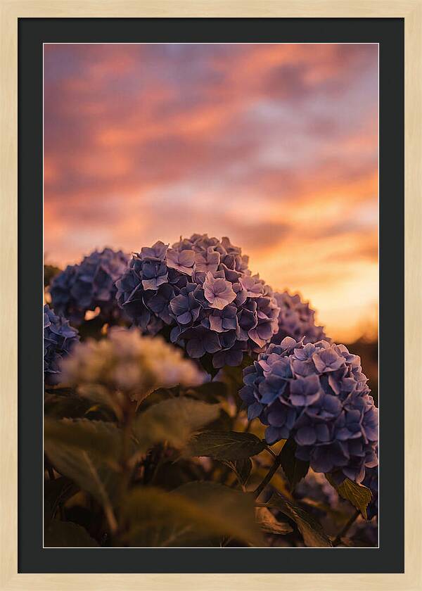 Blue Hydrangea Blooms At Sunset