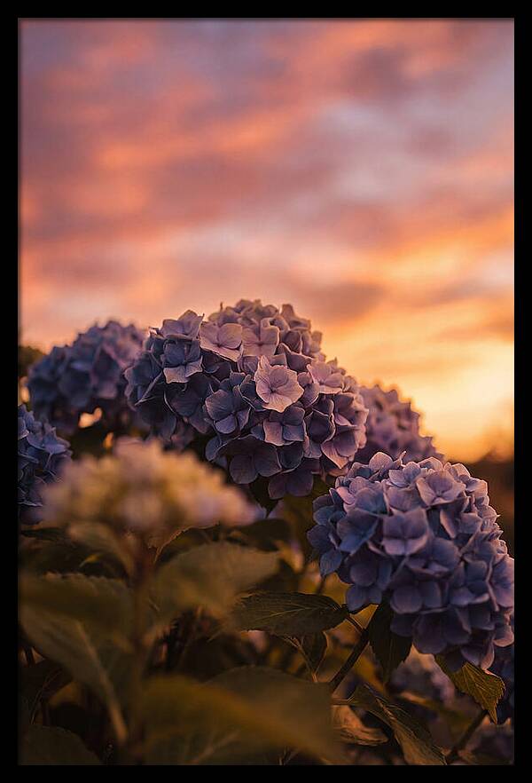 Blue Hydrangea Blooms At Sunset