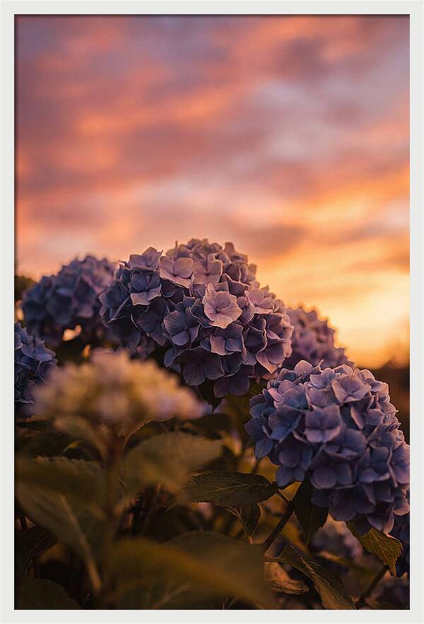 Blue Hydrangea Blooms At Sunset
