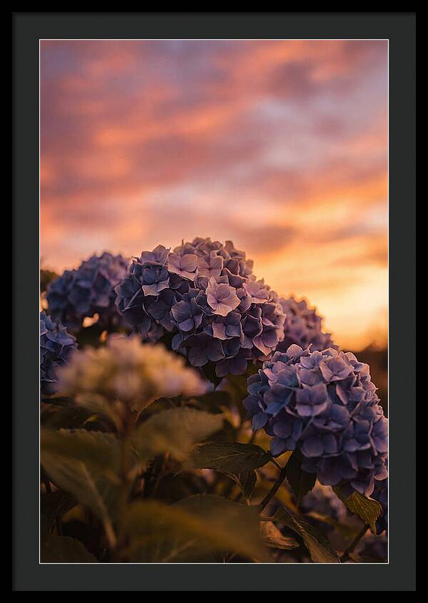 Blue Hydrangea Blooms At Sunset