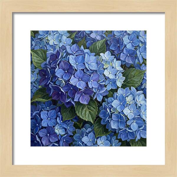 Blue Hydrangeas In Bloom