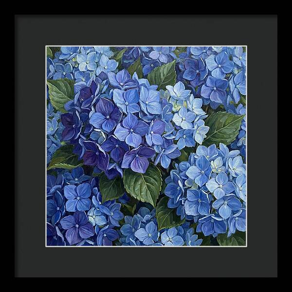 Blue Hydrangeas In Bloom