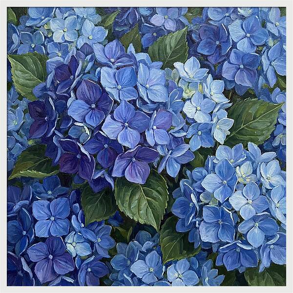 Blue Hydrangeas In Bloom