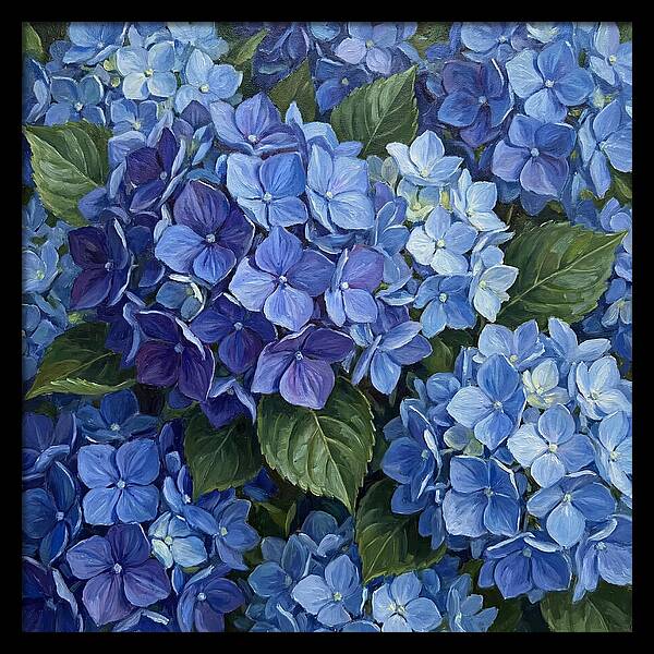 Blue Hydrangeas In Bloom