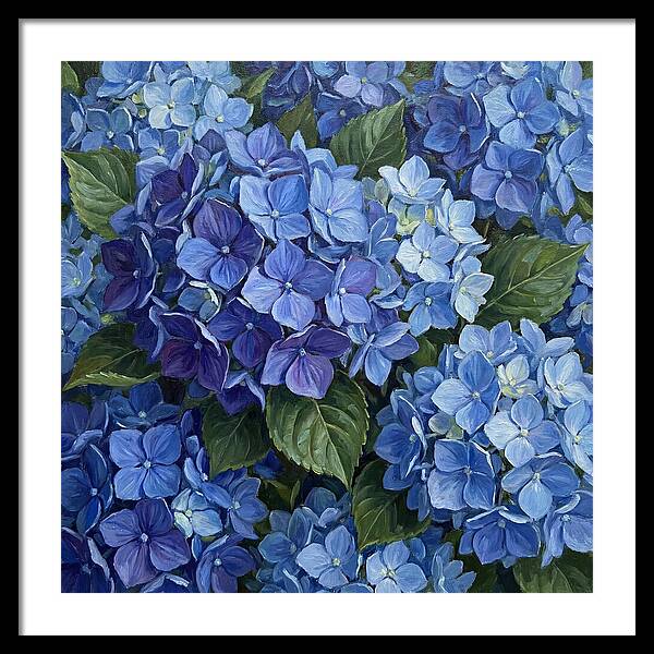 Blue Hydrangeas In Bloom