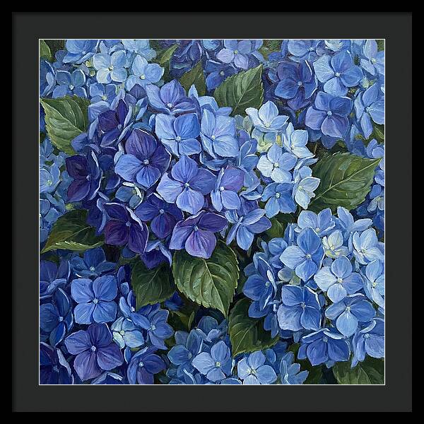 Blue Hydrangeas In Bloom