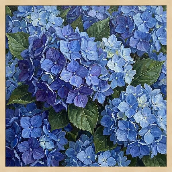 Blue Hydrangeas In Bloom