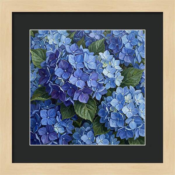 Blue Hydrangeas In Bloom