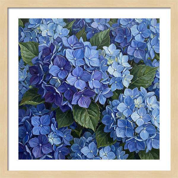 Blue Hydrangeas In Bloom