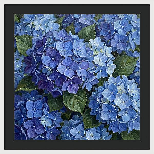 Blue Hydrangeas In Bloom