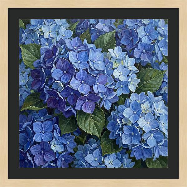 Blue Hydrangeas In Bloom