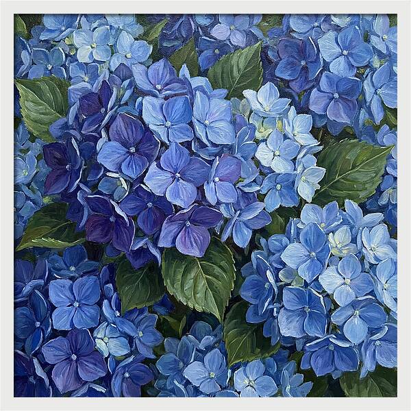 Blue Hydrangeas In Bloom