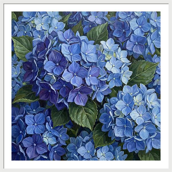 Blue Hydrangeas In Bloom