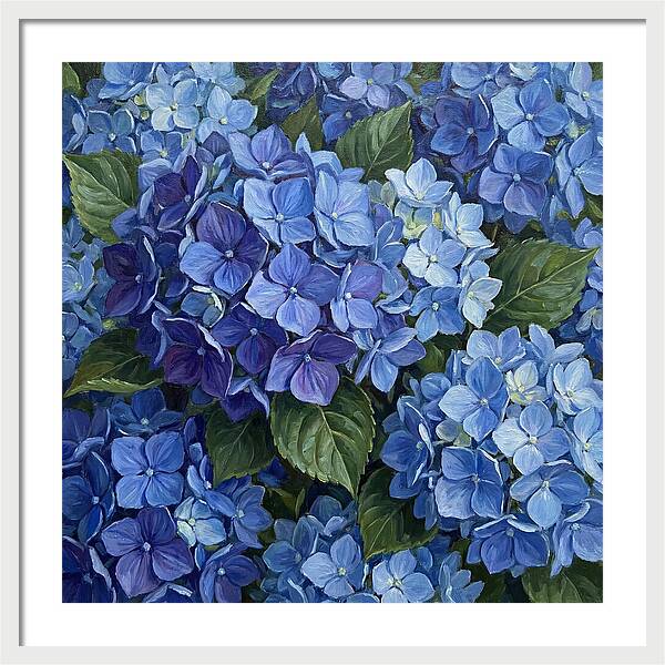 Blue Hydrangeas In Bloom