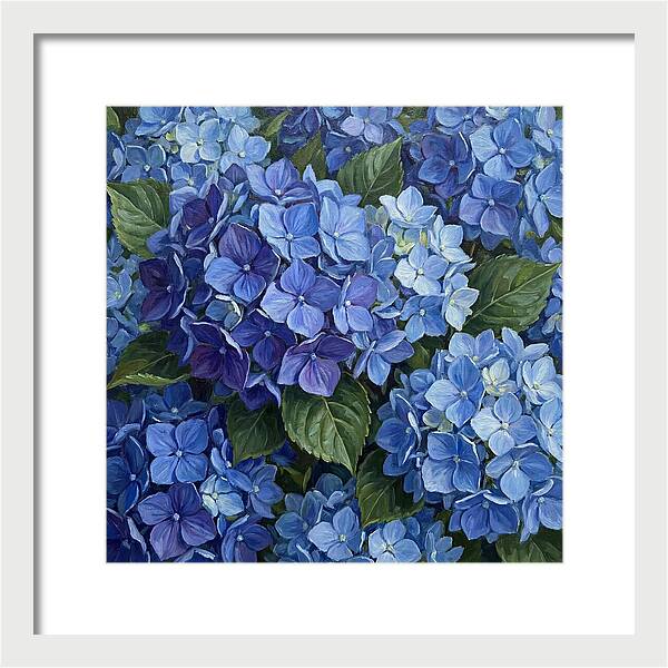 Blue Hydrangeas In Bloom