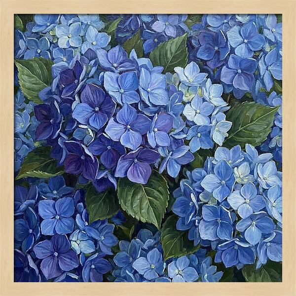 Blue Hydrangeas In Bloom