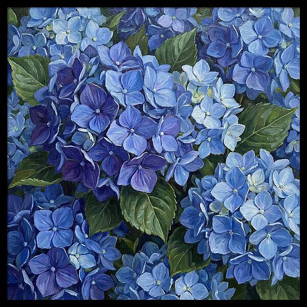 Blue Hydrangeas In Bloom