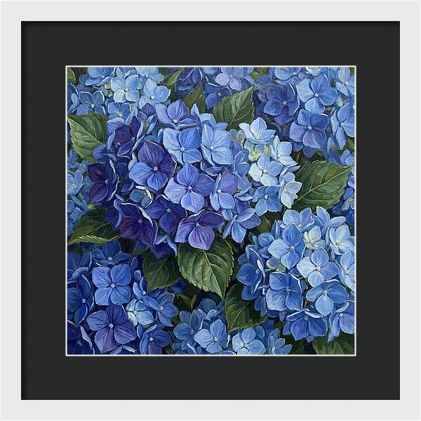 Blue Hydrangeas In Bloom