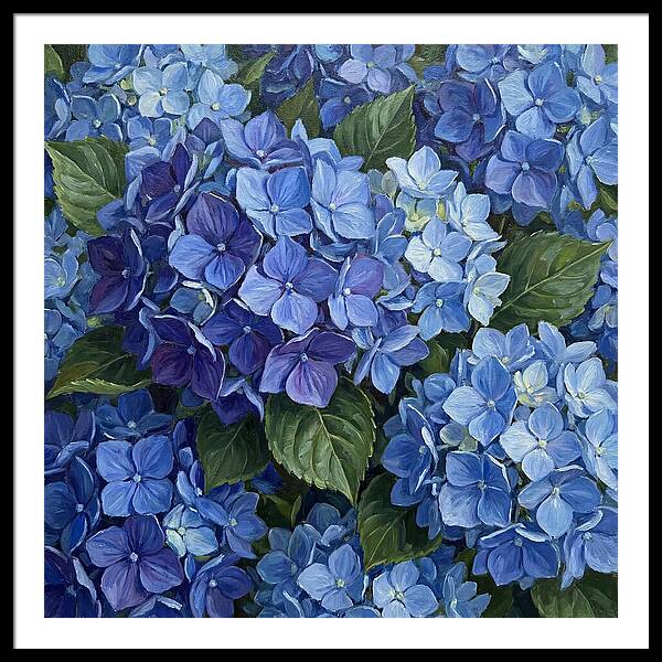 Blue Hydrangeas In Bloom