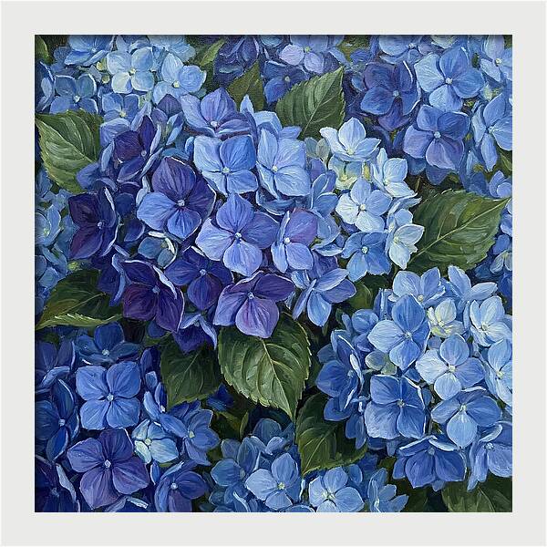 Blue Hydrangeas In Bloom