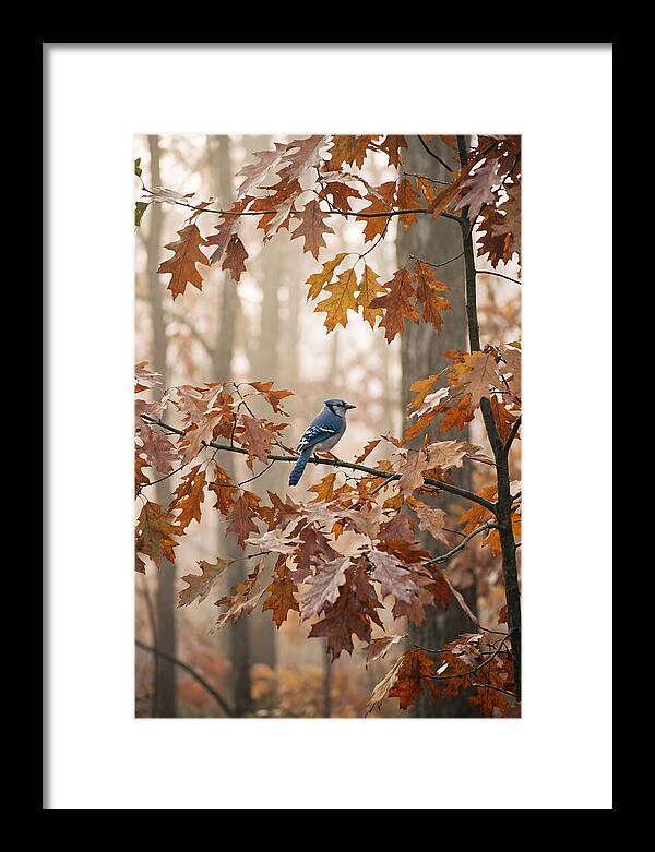 Blue Jay Among Autumn Leaves