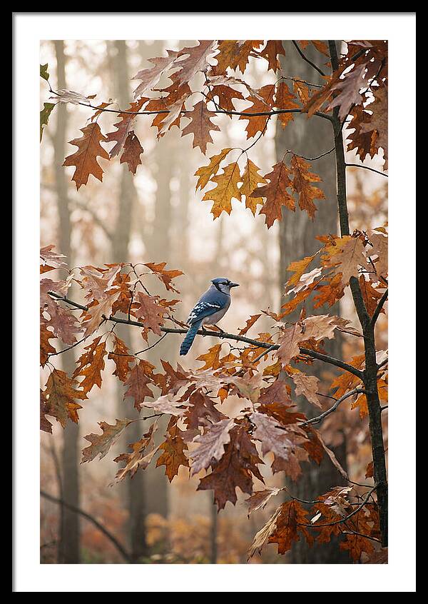 Blue Jay Among Autumn Leaves