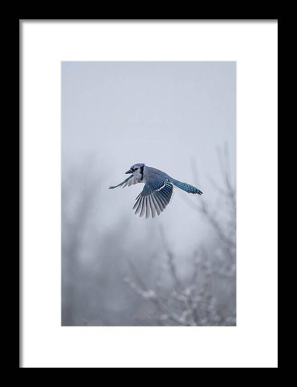 Blue Jay In Mid Flight