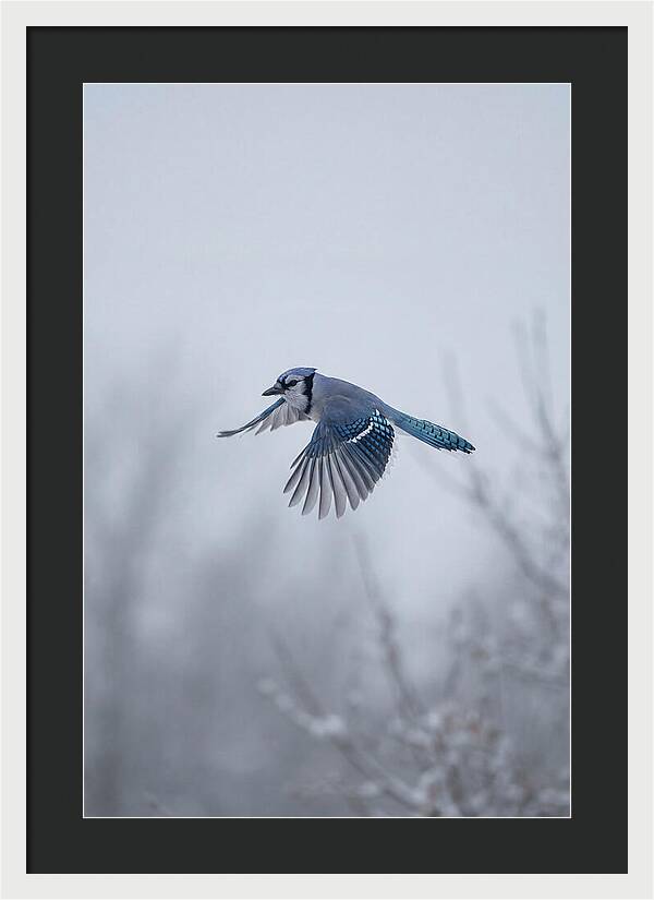 Blue Jay In Mid Flight