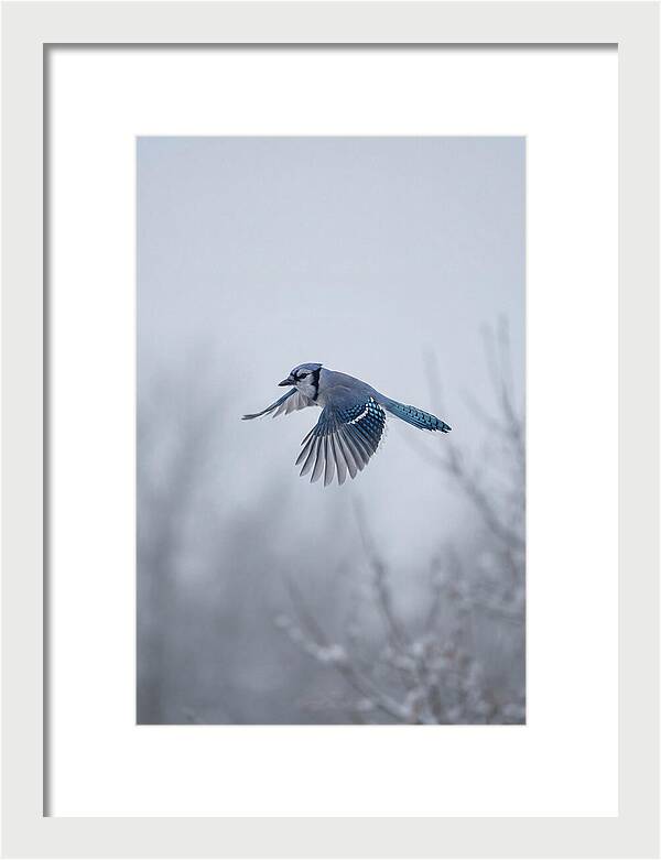Blue Jay In Mid Flight