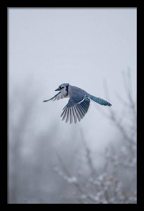 Blue Jay In Mid Flight