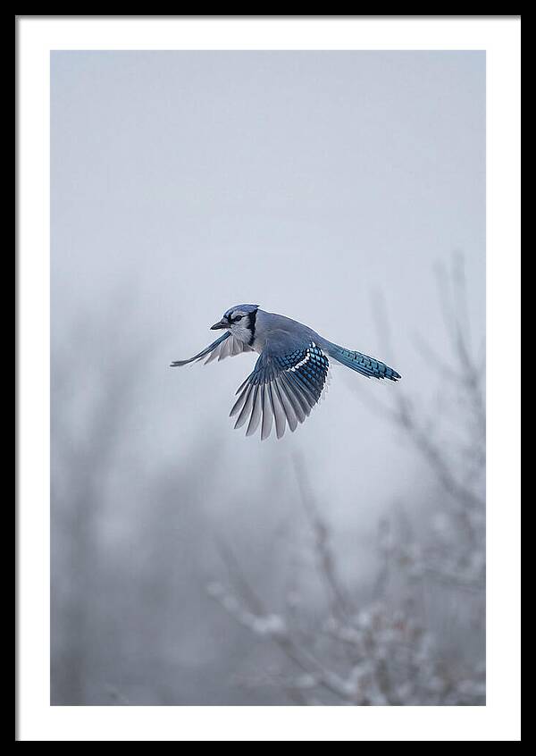Blue Jay In Mid Flight
