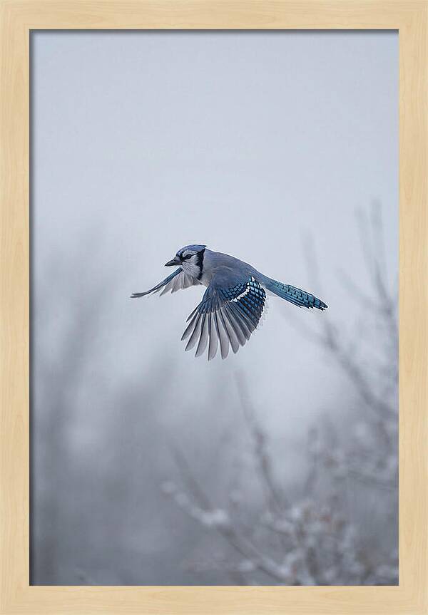 Blue Jay In Mid Flight