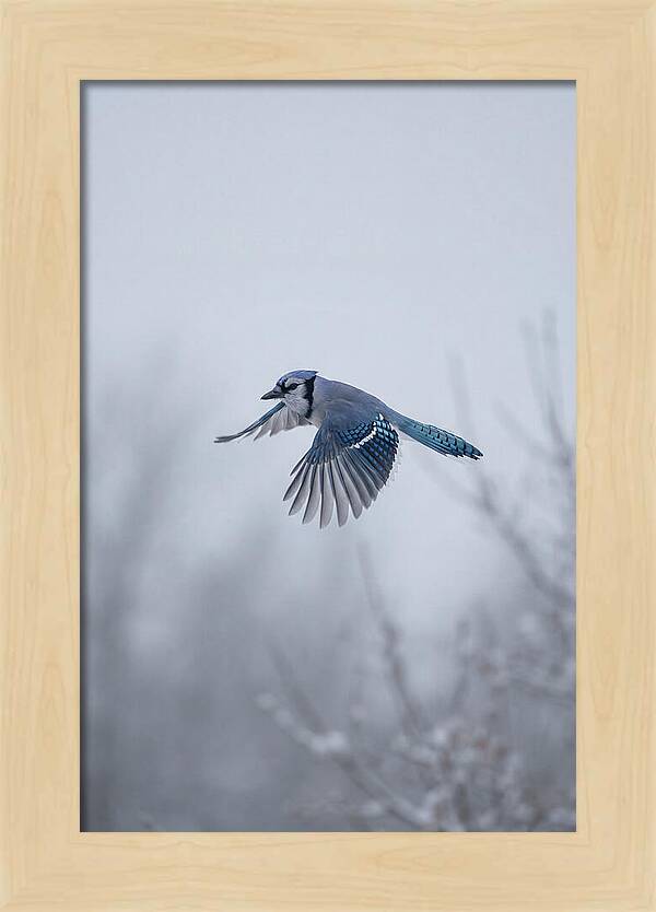Blue Jay In Mid Flight