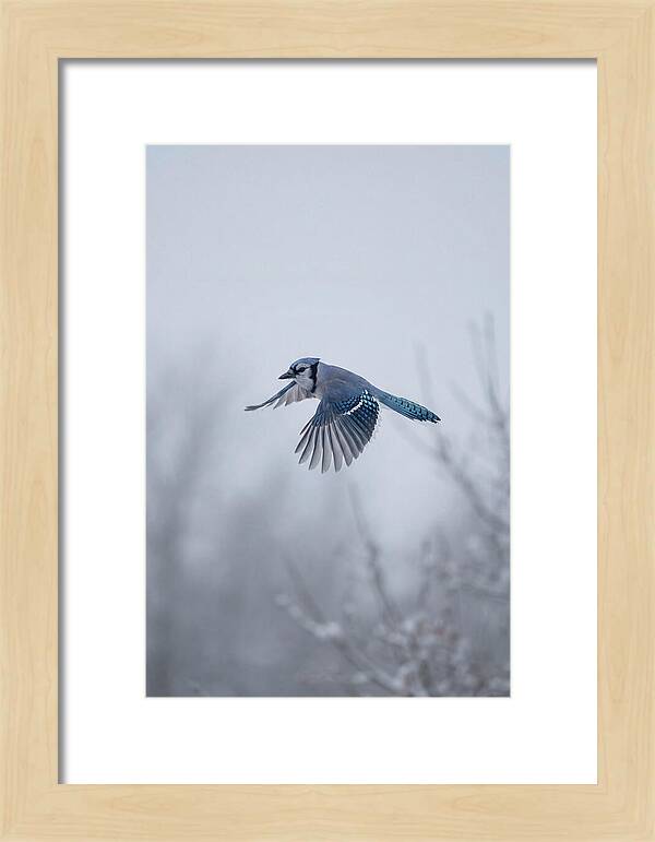 Blue Jay In Mid Flight