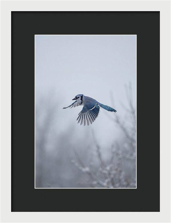 Blue Jay In Mid Flight