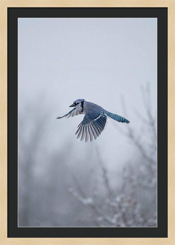 Blue Jay In Mid Flight