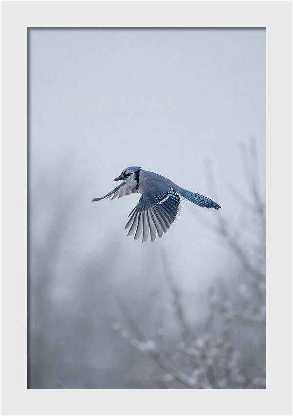 Blue Jay In Mid Flight