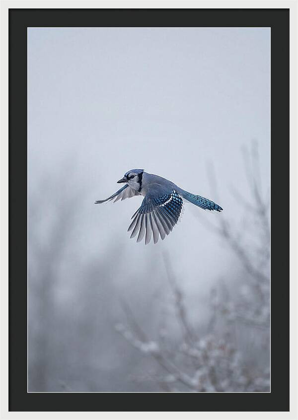Blue Jay In Mid Flight