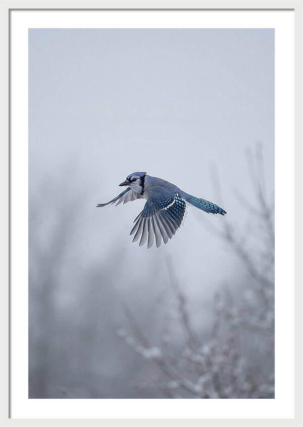 Blue Jay In Mid Flight