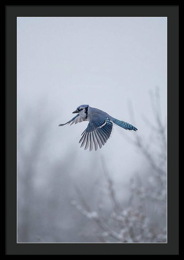 Blue Jay In Mid Flight
