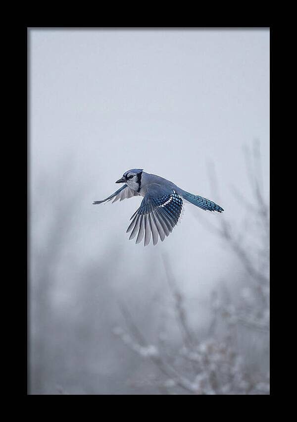 Blue Jay In Mid Flight